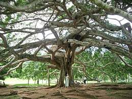 Image result for шри ланка королевский ботанический сад