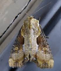 Attēlu rezultāti vaicājumam “Apamea ophiogramma”