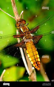 Attēlu rezultāti vaicājumam “Libellula depressa”