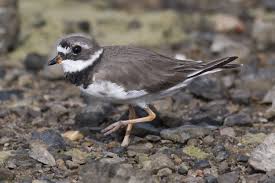 Attēlu rezultāti vaicājumam “Charadrius hiaticula”
