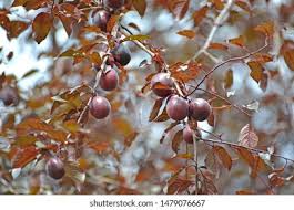Attēlu rezultāti vaicājumam “Prunus cerasifera fruit”