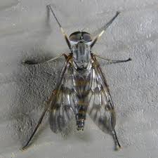 Attēlu rezultāti vaicājumam “Rhagionidae”