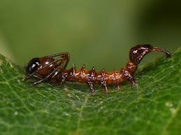 Attēlu rezultāti vaicājumam “Stauropus fagi larva”