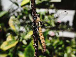 Attēlu rezultāti vaicājumam “Orthetrum cancellatum”