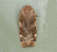 Attēlu rezultāti vaicājumam “Noctua fimbriata larva”