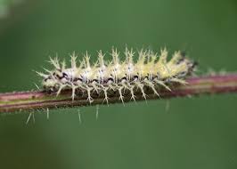 Attēlu rezultāti vaicājumam “Eupithecia satyrata”