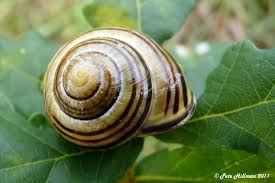 Attēlu rezultāti vaicājumam “Cepaea nemoralis”