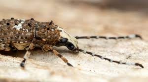 Attēlu rezultāti vaicājumam “Platystomos albinus”