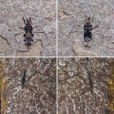 Attēlu rezultāti vaicājumam “Pinthaeus sanguinipes imago”