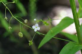 Attēlu rezultāti vaicājumam “Veronica scutellata flower”