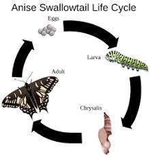 Attēlu rezultāti vaicājumam “Lepidoptera”