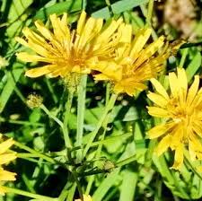 Attēlu rezultāti vaicājumam “Crepis paludosa”