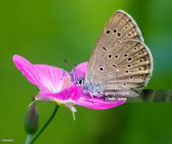 Attēlu rezultāti vaicājumam “Maculinea alcon”