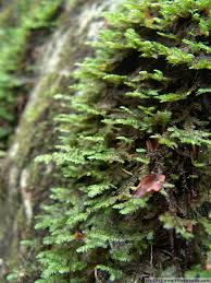 Attēlu rezultāti vaicājumam “Neckera”