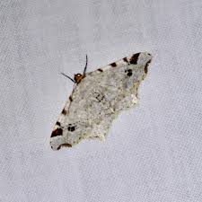 Attēlu rezultāti vaicājumam “Macaria notata”