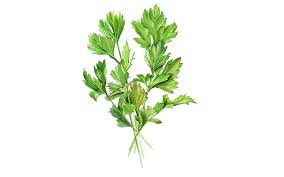 Image result for Petersilie