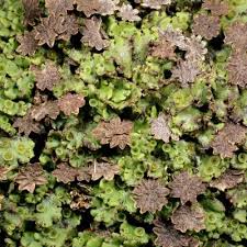 Attēlu rezultāti vaicājumam “Marchantiopsida”