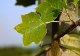 Attēlu rezultāti vaicājumam “Liriodendron tulipifera leaf”