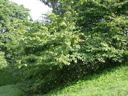 Attēlu rezultāti vaicājumam “Hamamelis japonica leaf”