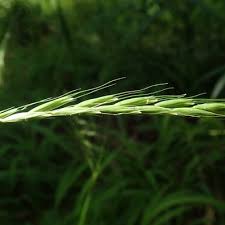 Attēlu rezultāti vaicājumam “Elymus caninus fruit”