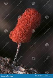 Attēlu rezultāti vaicājumam “Arcyria denudata young”