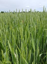 Attēlu rezultāti vaicājumam “Triticum aestivum”