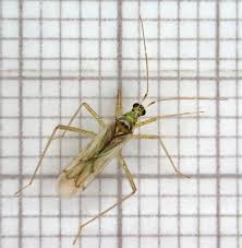 Attēlu rezultāti vaicājumam “Dicyphus sp.”