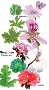 Attēlu rezultāti vaicājumam “Geranium palustre fruit”