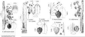 Attēlu rezultāti vaicājumam “Schoenoplectus lacustris subsp. glaucus flower”
