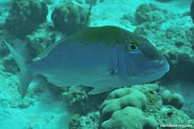 Image result for Calamus bajonado