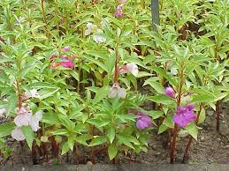 Image result for Impatiens balsamina