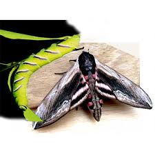 Attēlu rezultāti vaicājumam “Sphinx ligustri larva”