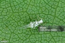 Attēlu rezultāti vaicājumam “Rhopalosiphum oxyacanthae”