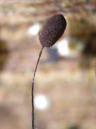 Attēlu rezultāti vaicājumam “Comatricha alta macro”