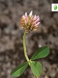 Attēlu rezultāti vaicājumam “Trifolium fragiferum”
