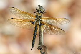 Attēlu rezultāti vaicājumam “Epitheca bimaculata”