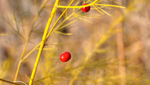 Attēlu rezultāti vaicājumam “Asparagus officinalis fruit”