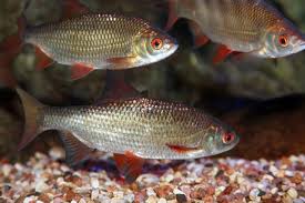 Image result for Rutilus rutilus