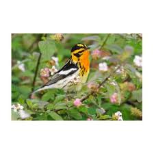 Image result for Dendroica fusca