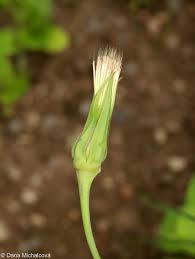 Attēlu rezultāti vaicājumam “Tragopogon pratensis subsp. pratensis bud”
