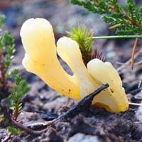 Attēlu rezultāti vaicājumam “Clavaria argillacea”