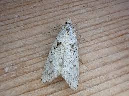 Attēlu rezultāti vaicājumam “Diurnea fagella”