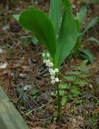 Attēlu rezultāti vaicājumam “Convallaria majalis leaf”