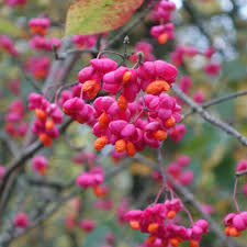 Attēlu rezultāti vaicājumam “Euonymus europaeus fruit”