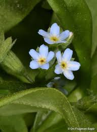Attēlu rezultāti vaicājumam “Myosotis laxa subsp. baltica”