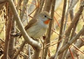 Image result for Ficedula albicilla