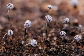 Attēlu rezultāti vaicājumam “Physarum daamsii spores”