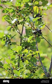 Attēlu rezultāti vaicājumam “Frangula alnus fruit”