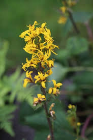 Attēlu rezultāti vaicājumam “Ligularia sibirica flower”