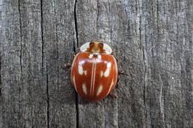 Attēlu rezultāti vaicājumam “Myzia oblongoguttata”